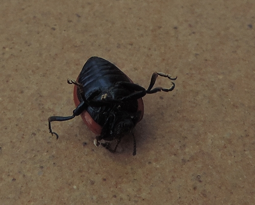 Chrysolina rossia, Chrysomelidae (cf)